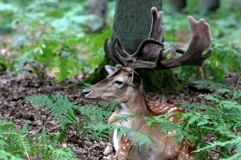 Damhirsch - Wildpark Alte Fasanerie Klein Auheim 2015