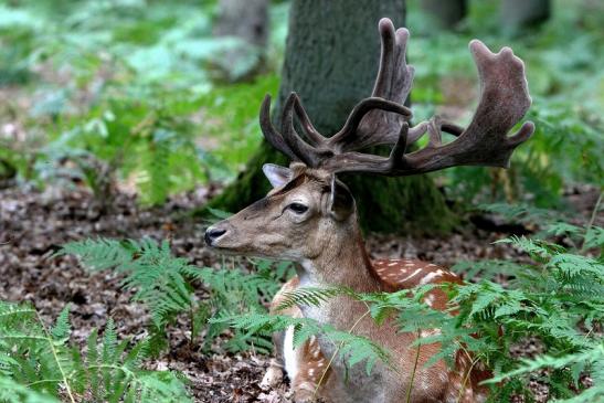 Damhirsch - Wildpark Alte Fasanerie Klein Auheim 2015