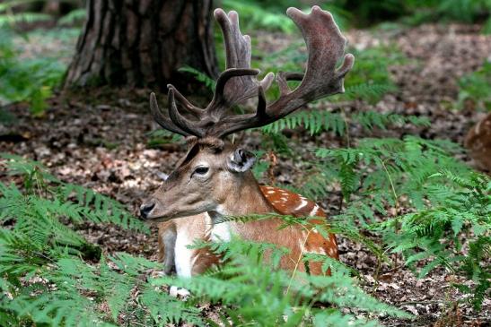 Damhirsch - Wildpark Alte Fasanerie Klein Auheim 2015