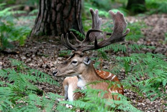 Damhirsch - Wildpark Alte Fasanerie Klein Auheim 2015