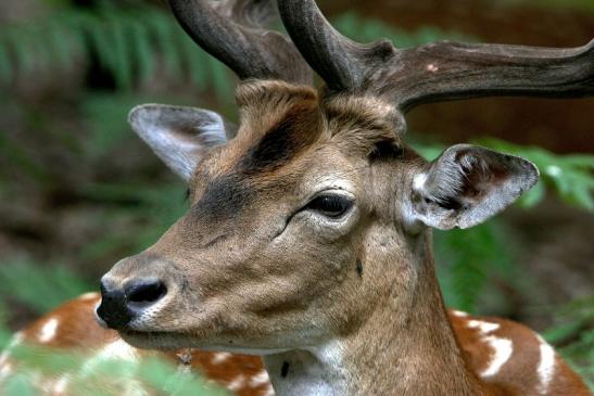 Damhirsch - Wildpark Alte Fasanerie Klein Auheim 2015