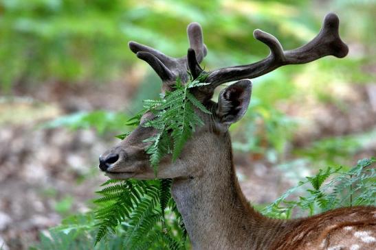 Damhirsch - Wildpark Alte Fasanerie Klein Auheim 2015