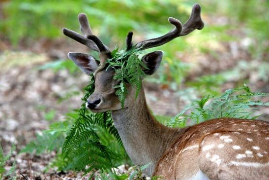 Damhirsch - Wildpark Alte Fasanerie Klein Auheim 2015