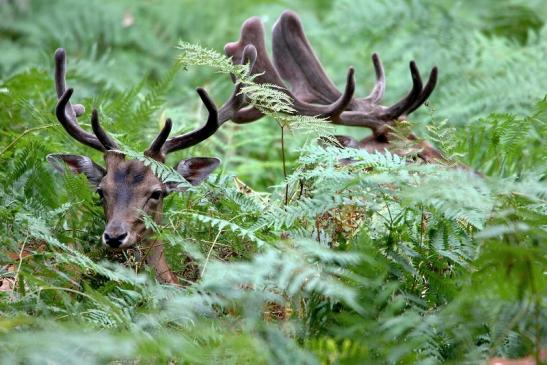 Damhirsch - Wildpark Alte Fasanerie Klein Auheim 2015