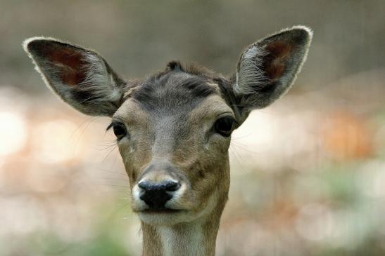 Damhirschkuh - Wildpark Alte Fasanerie Klein Auheim 2015