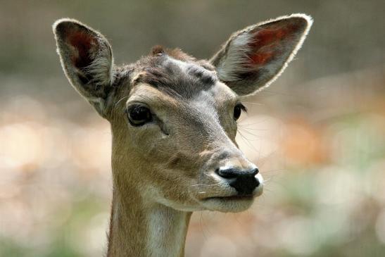 Damhirschkuh - Wildpark Alte Fasanerie Klein Auheim 2015