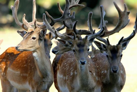 Damhirsch - Wildpark Alte Fasanerie Klein Auheim 2015