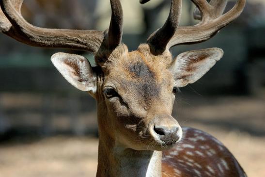 Damhirsch - Wildpark Alte Fasanerie Klein Auheim 2015