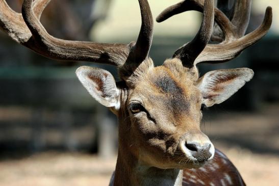 Damhirsch - Wildpark Alte Fasanerie Klein Auheim 2015