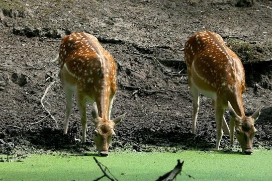 Damhirschkuh - Wildpark Alte Fasanerie Klein Auheim 2015