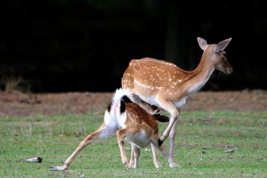 Damhirschkuh mit Jungtier - Wildpark Alte Fasanerie Klein Auheim 2015