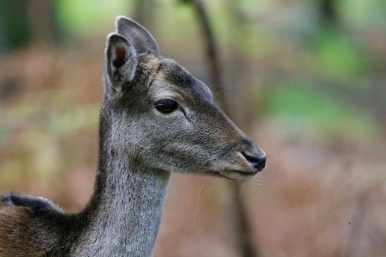 Damhirschkuh - Wildpark Alte Fasanerie Klein Auheim 2015