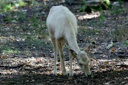 Damhirsch weiße Variante - Wildpark Alte Fasanerie Klein Auheim 2015