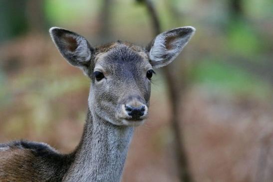 Damhirschkuh - Wildpark Alte Fasanerie Klein Auheim 2015