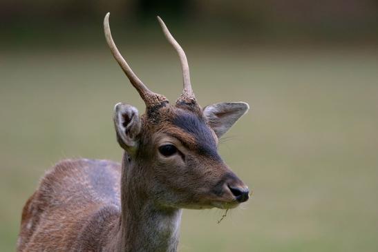 Damhirsch Junger Bock - Wildpark Alte Fasanerie Klein Auheim 2015