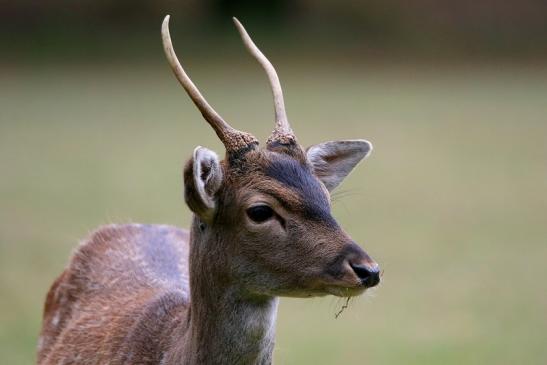 Damhirsch Junger Bock - Wildpark Alte Fasanerie Klein Auheim 2015