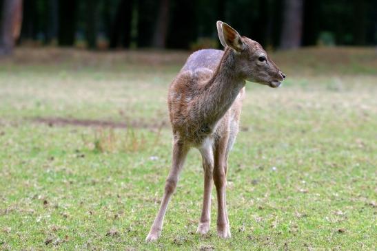 Damhirschkuh - Wildpark Alte Fasanerie Klein Auheim 2015