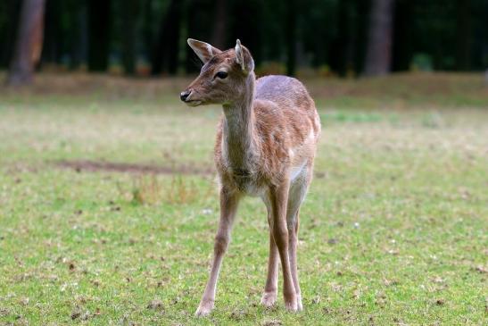 Damhirschkuh - Wildpark Alte Fasanerie Klein Auheim 2015