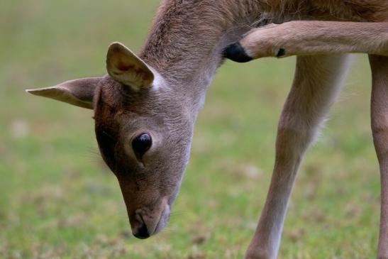 Damhirschkuh - Wildpark Alte Fasanerie Klein Auheim 2015