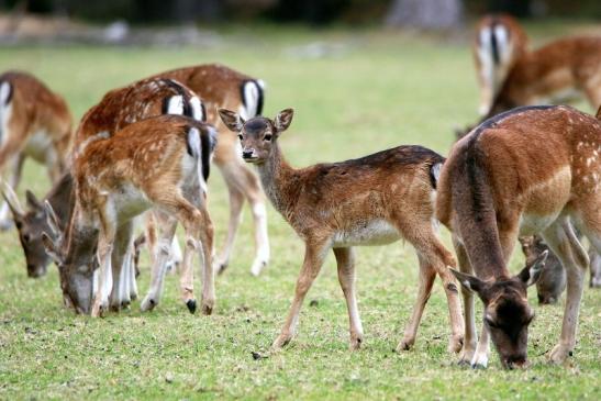 Damhirschkuh mit Jungtier - Wildpark Alte Fasanerie Klein Auheim 2015