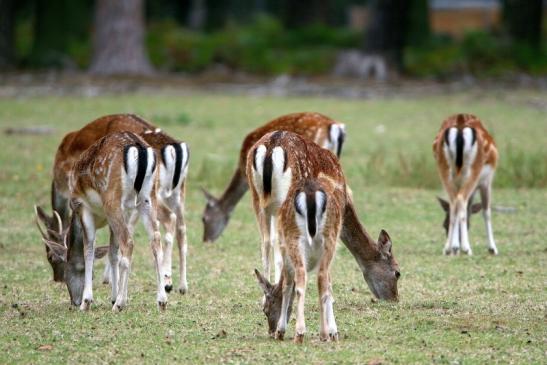 Damhirschkuh mit Jungtier - Wildpark Alte Fasanerie Klein Auheim 2015