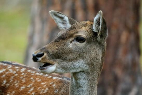 Damhirschkuh - Wildpark Alte Fasanerie Klein Auheim 2015