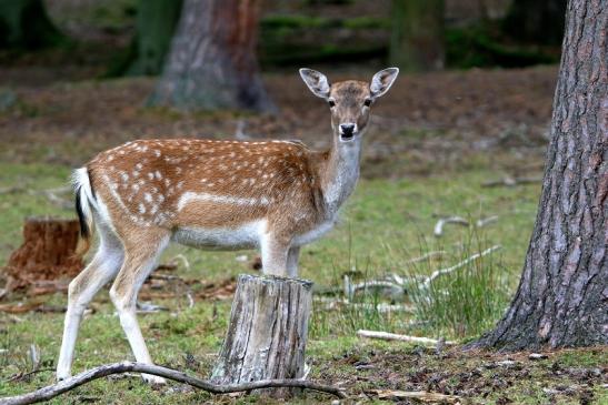 Damhirschkuh - Wildpark Alte Fasanerie Klein Auheim 2015