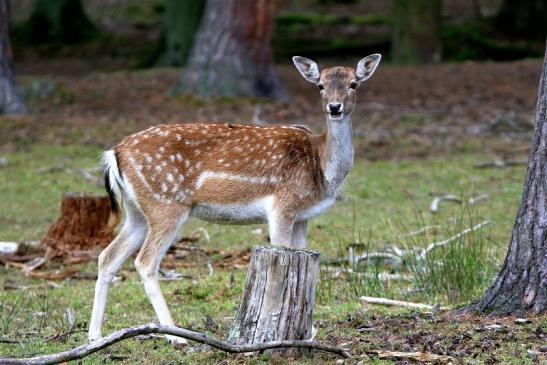 Damhirschkuh - Wildpark Alte Fasanerie Klein Auheim 2015