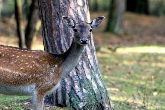 Damhirschkuh - Wildpark Alte Fasanerie Klein Auheim 2016