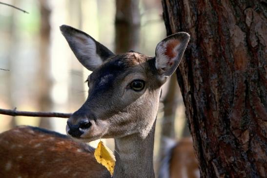 Damhirschkuh - Wildpark Alte Fasanerie Klein Auheim 2016