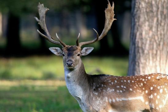 Damhirsch - Wildpark Alte Fasanerie Klein Auheim 2016