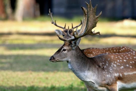 Damhirsch - Wildpark Alte Fasanerie Klein Auheim 2016