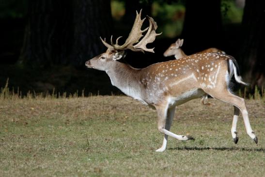 Damhirsch - Wildpark Alte Fasanerie Klein Auheim 2016