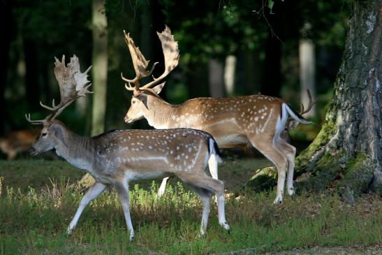 Damhirsch - Wildpark Alte Fasanerie Klein Auheim 2016