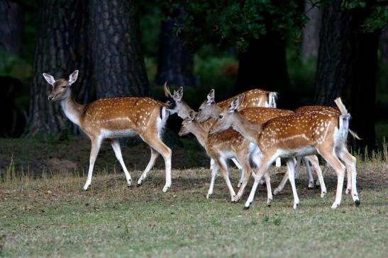 Damhirschkuh - Wildpark Alte Fasanerie Klein Auheim 2016