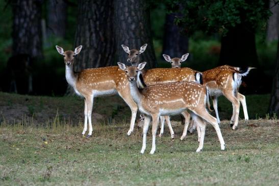 Damhirschkuh - Wildpark Alte Fasanerie Klein Auheim 2016