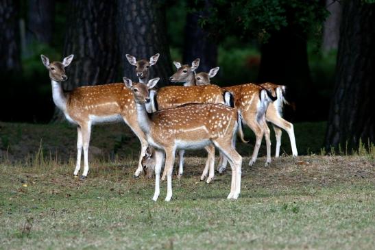 Damhirschkuh - Wildpark Alte Fasanerie Klein Auheim 2016