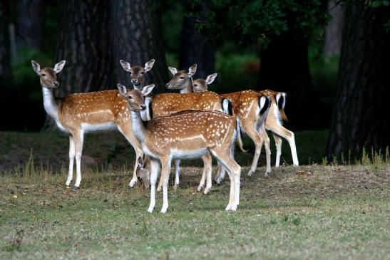 Damhirschkuh - Wildpark Alte Fasanerie Klein Auheim 2016