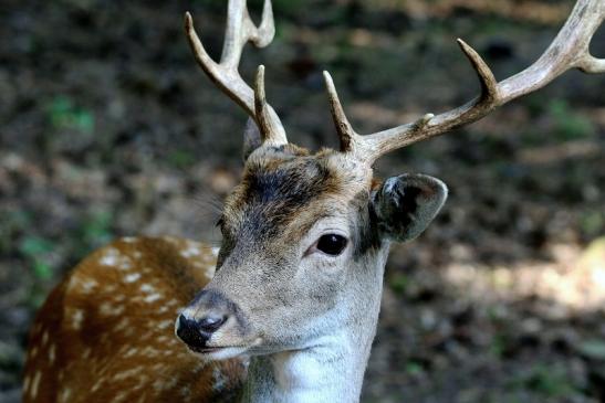 Damhirsch - Wildpark Alte Fasanerie Klein Auheim 2016