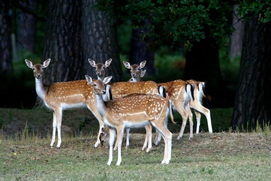 Damhirschkuh - Wildpark Alte Fasanerie Klein Auheim 2016