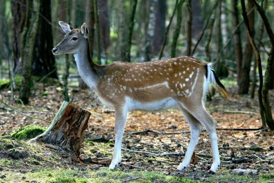 Damhirschkuh - Wildpark Alte Fasanerie Klein Auheim 2016