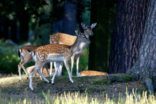 Damhirschkuh - Wildpark Alte Fasanerie Klein Auheim 2016