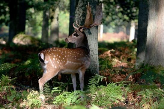 Damhirsch - Wildpark Alte Fasanerie Klein Auheim 2016