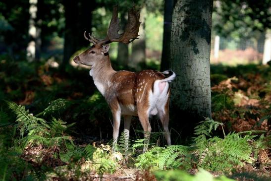 Damhirsch - Wildpark Alte Fasanerie Klein Auheim 2016