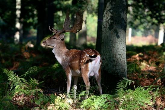 Damhirsch - Wildpark Alte Fasanerie Klein Auheim 2016