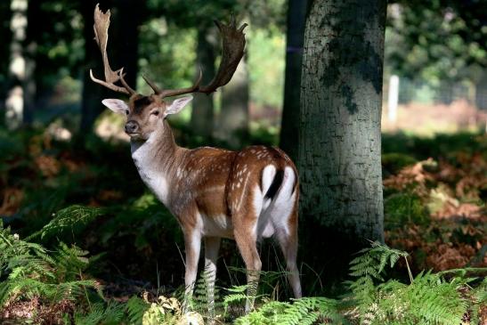 Damhirsch - Wildpark Alte Fasanerie Klein Auheim 2016