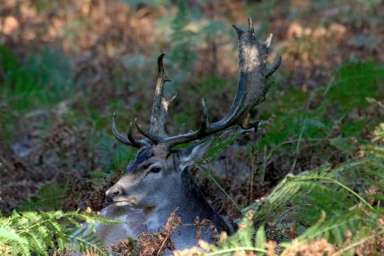 Damhirsch - Wildpark Alte Fasanerie Klein Auheim 2016