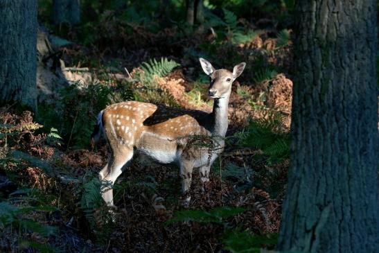 Damhirschkuh - Wildpark Alte Fasanerie Klein Auheim 2016