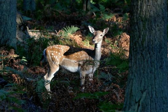 Damhirschkuh - Wildpark Alte Fasanerie Klein Auheim 2016