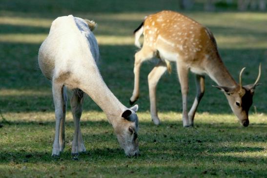 Damhirsch weiße Variante - Wildpark Alte Fasanerie Klein Auheim 2016